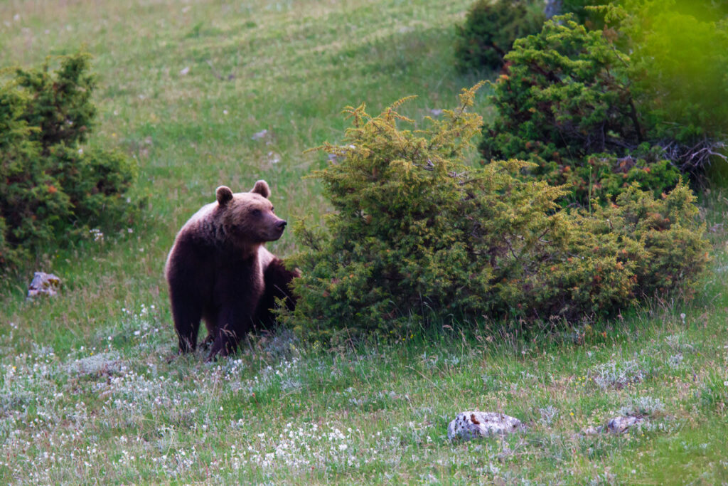 Marsican / Abruzzo brown bear (Ursus arctos marsicanus) adult in spring mountain meadow. Critically endangered subspecies. Central Apennines, Abruzzo, Italy. May 2012